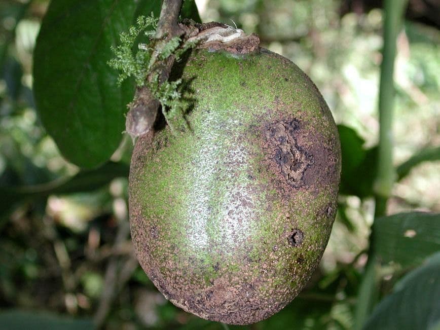 Sapranthus viridiflorus 5