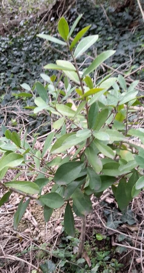 Daphnopsis 5