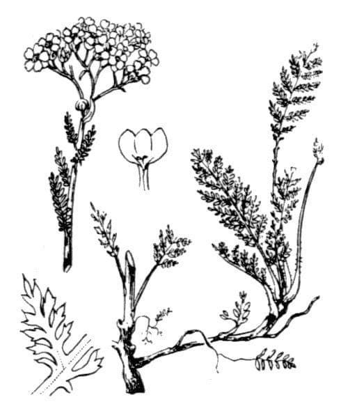 Achillea odorata 23