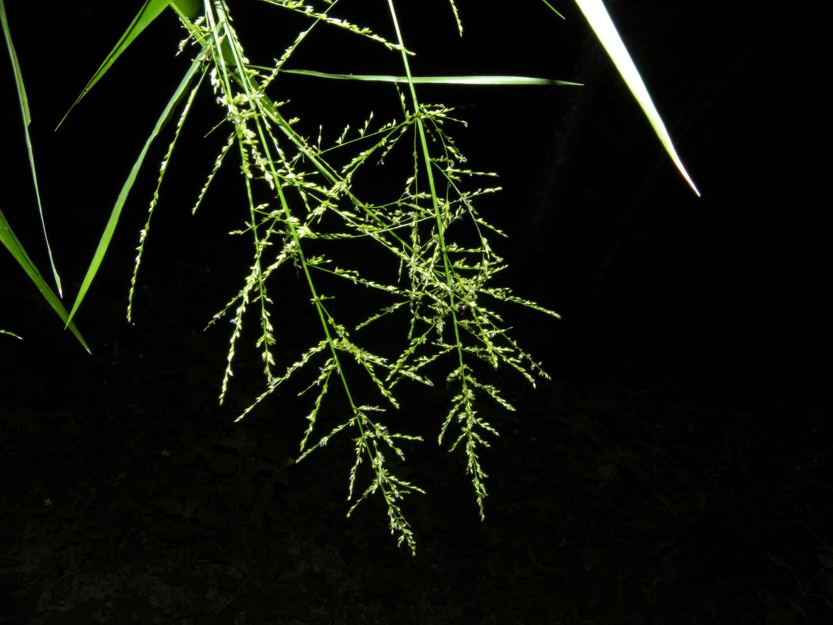 Panicum 4