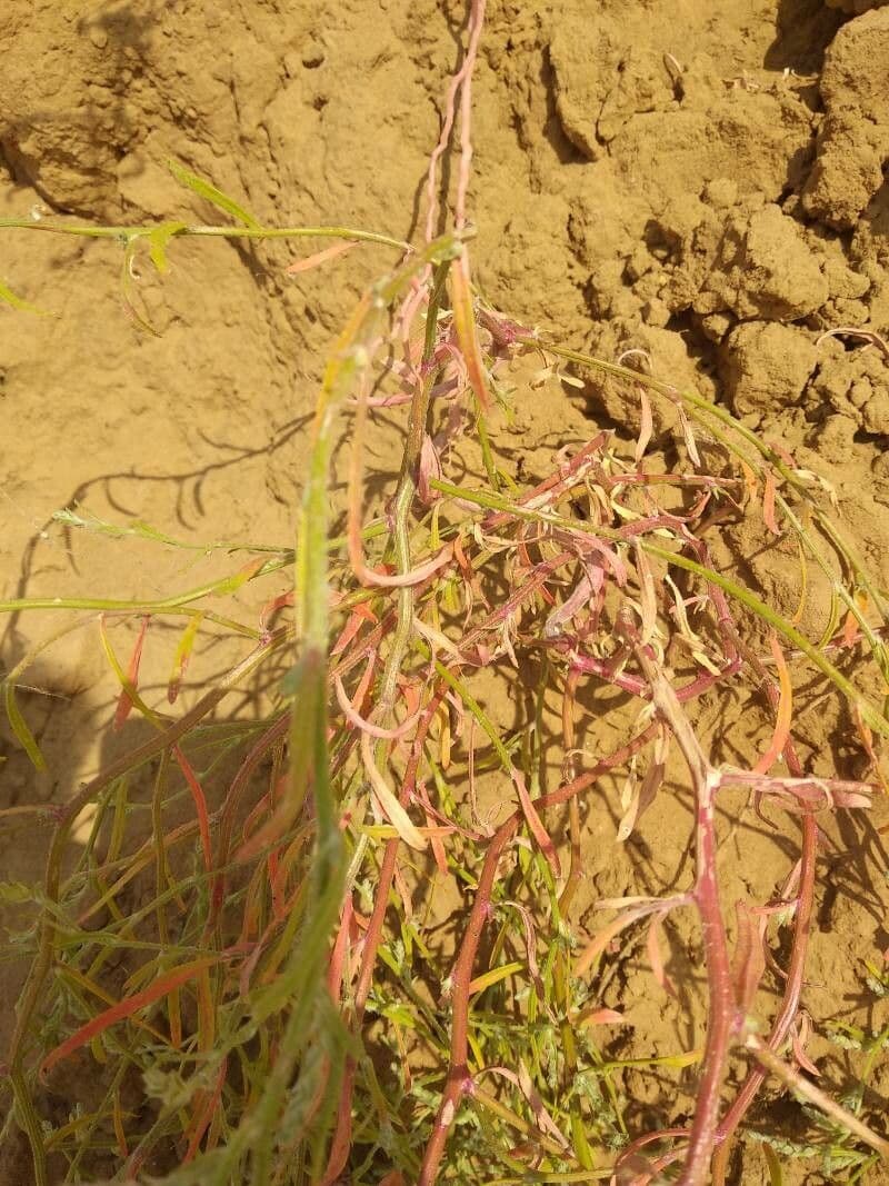 Corispermum di Pallas 17