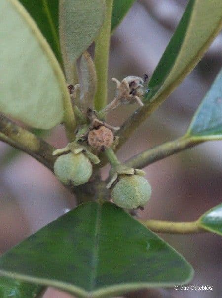 Solmsia calophylla 2