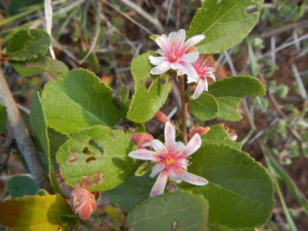 Grewia 22