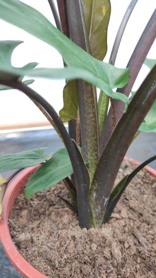 Monstera Lauterbacha 9