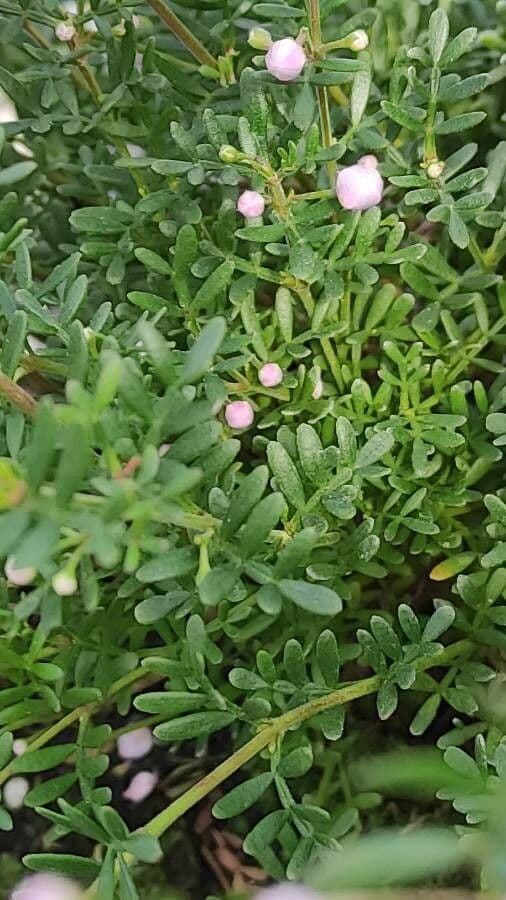 Boronia 6