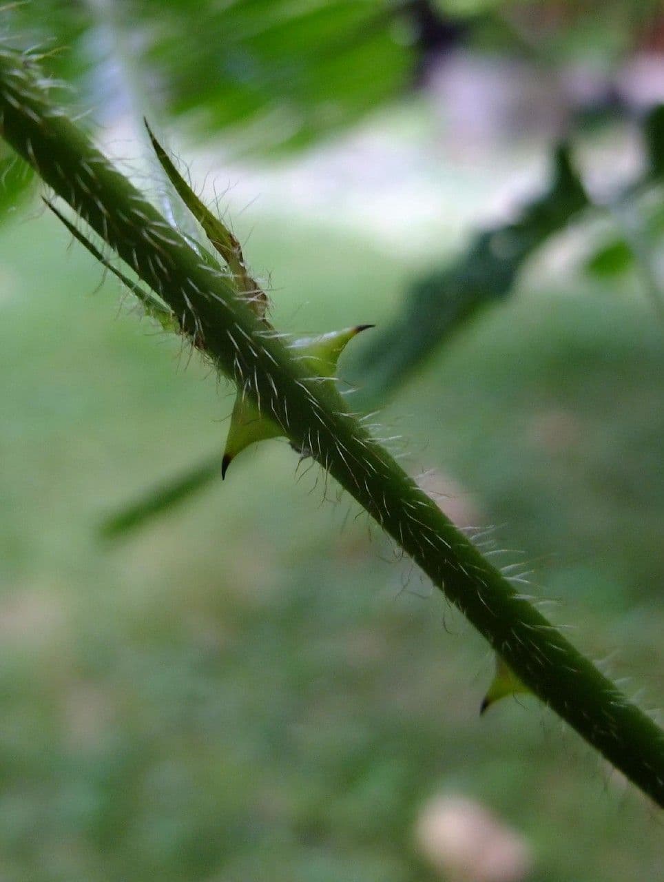 Mimosa pudica 23