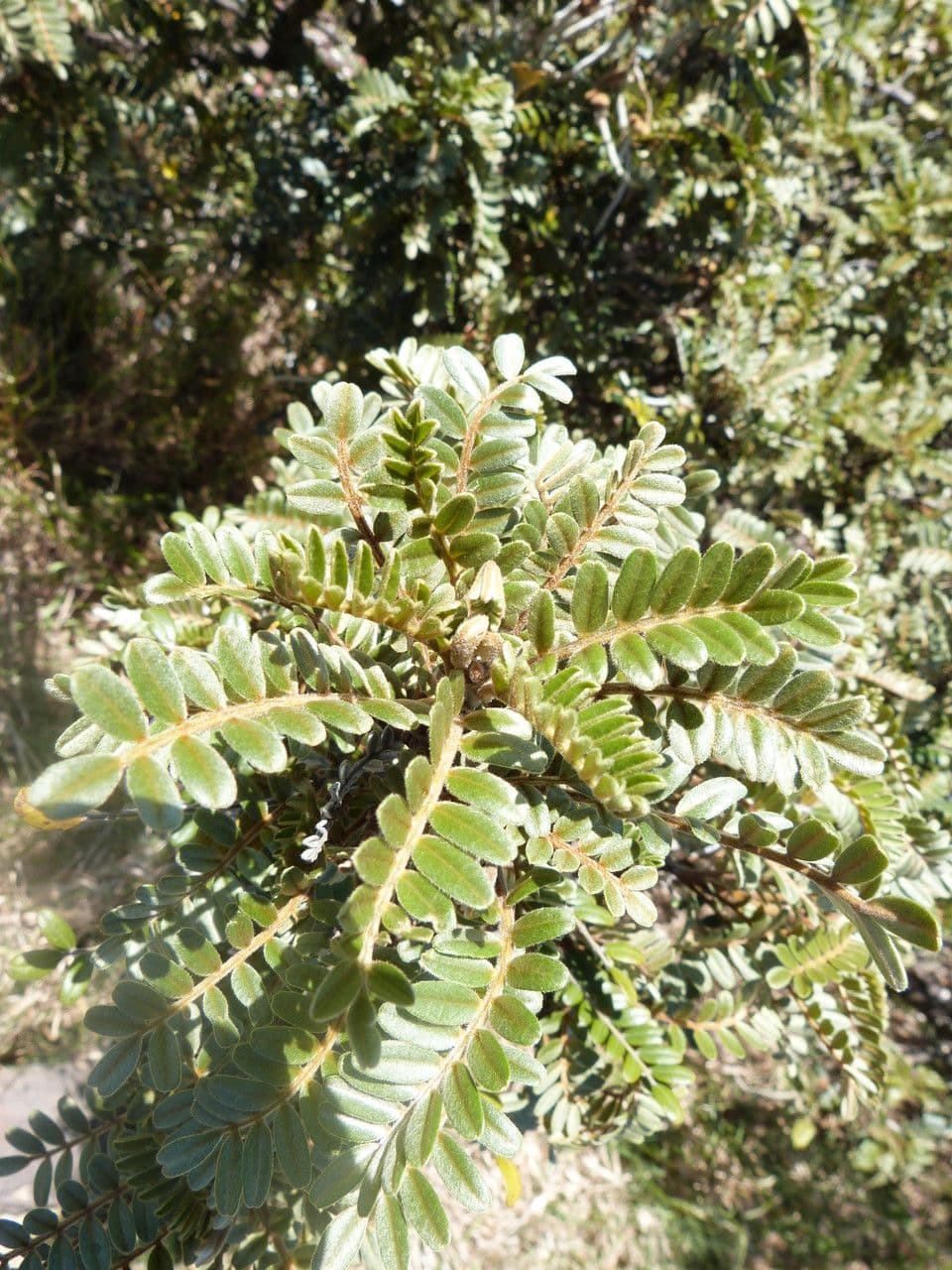 Sophora denudata 17