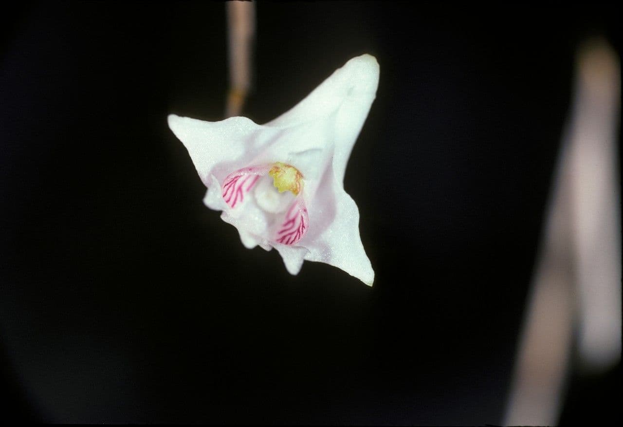 Dendrobium 3