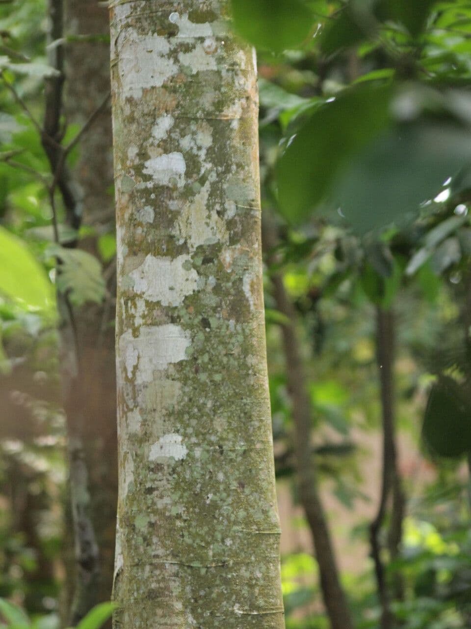 Pseudospondias microcarpa 2