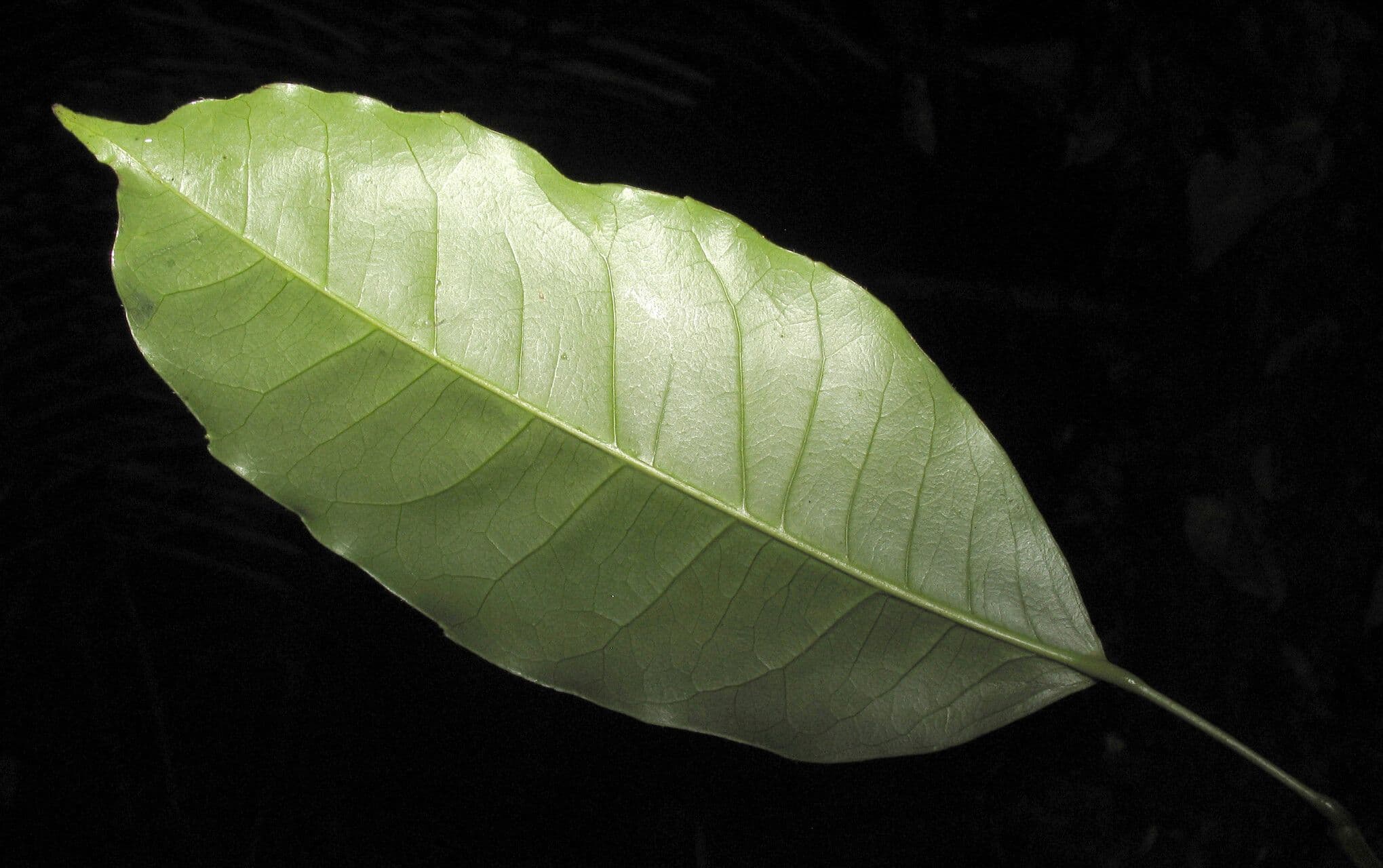 Croton 15