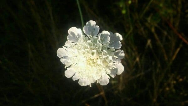 Oenanthe pimpinelloides 9