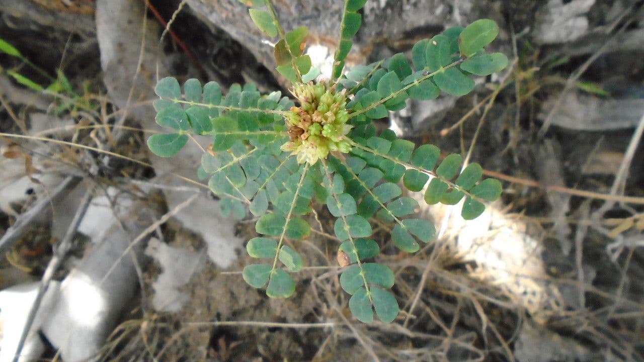 Biophytum umbraculum 4