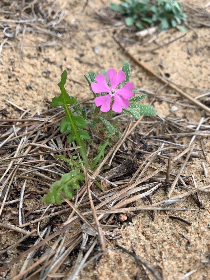 Silene littorea 5