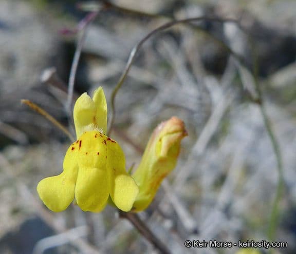 Neogaerrhinum 3