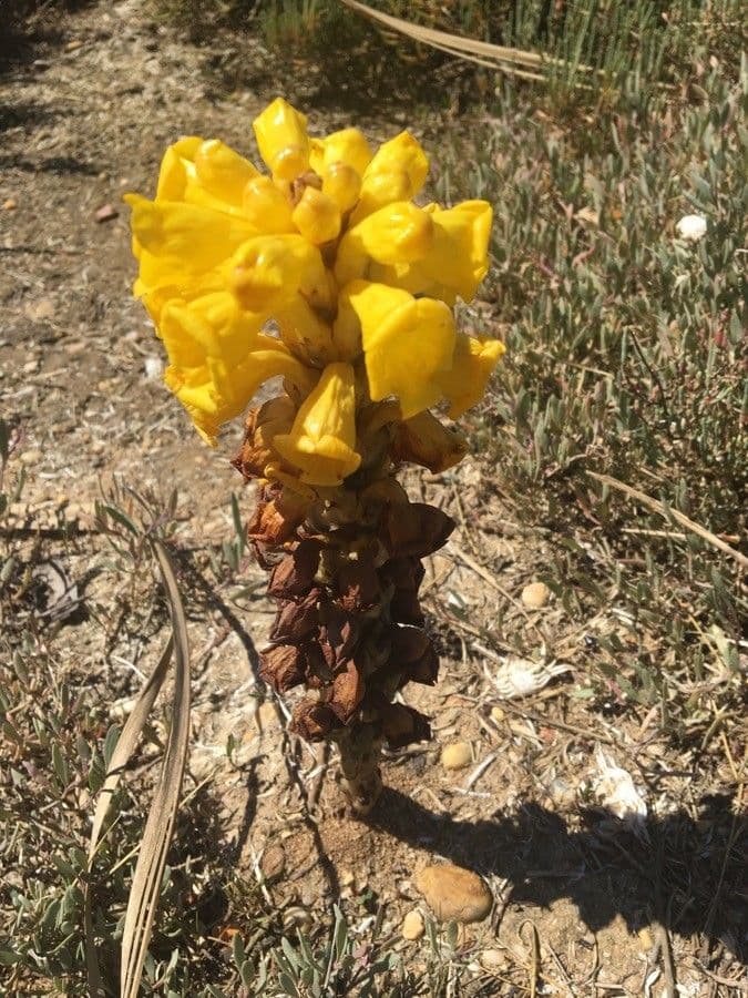Cistanche 6