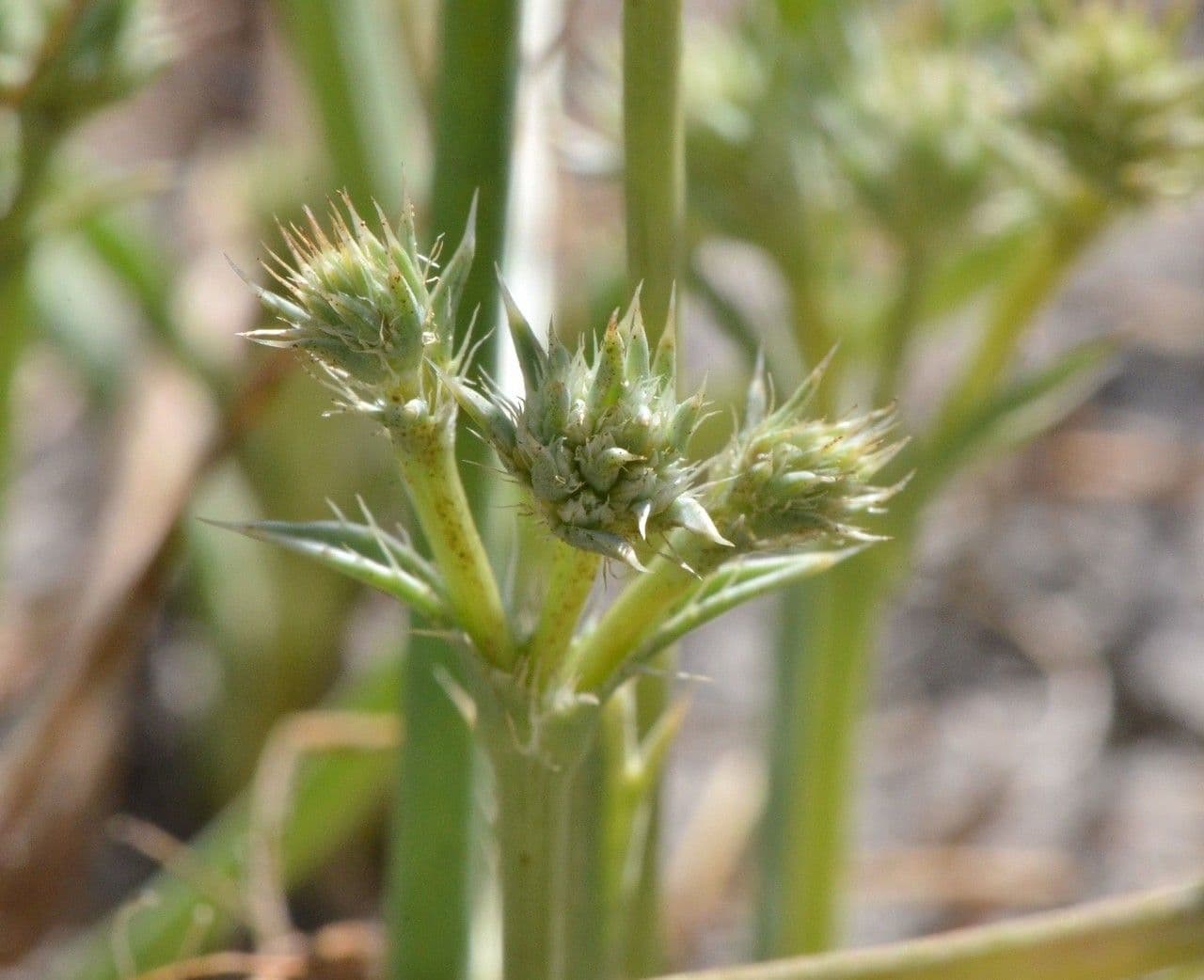 Eryngium 2