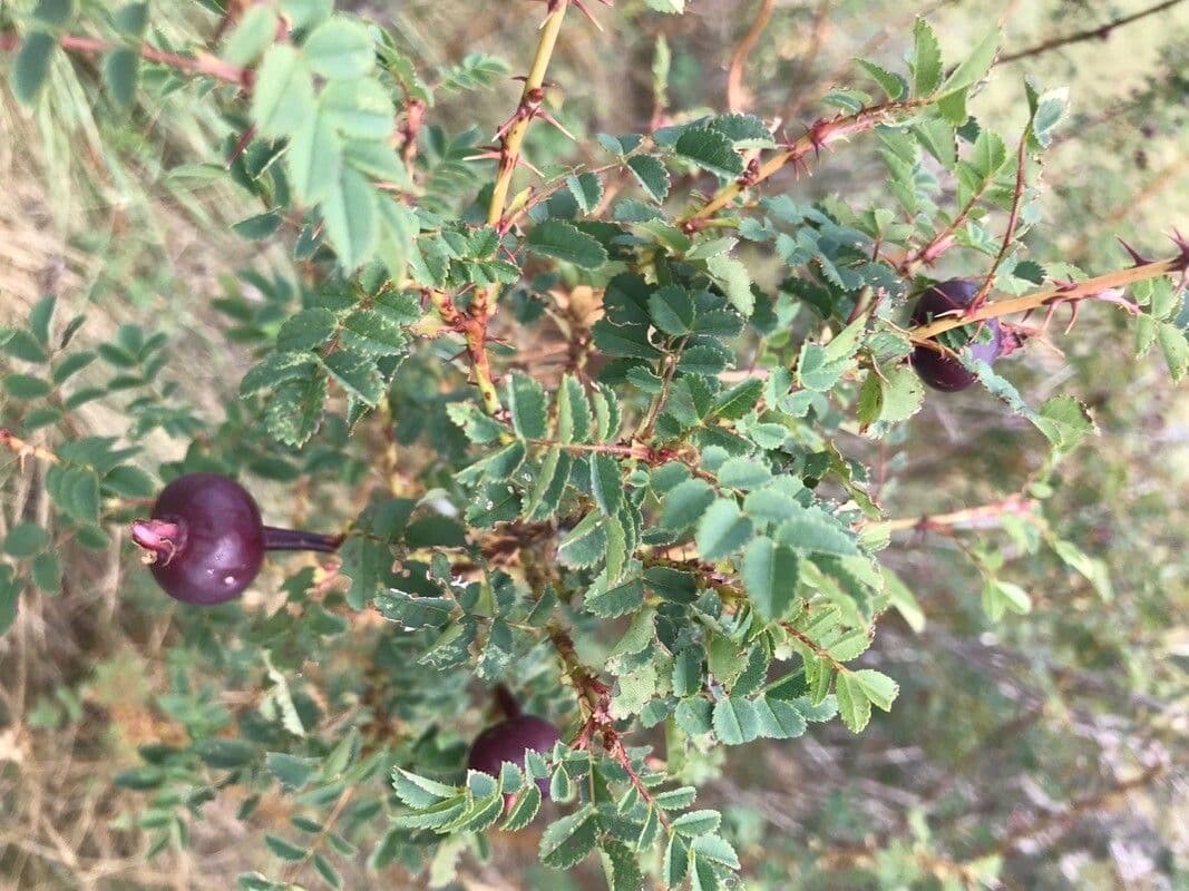 Bibernell-Rose 12
