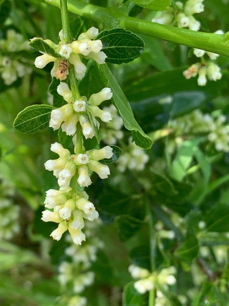 Retanilla trinervia 4