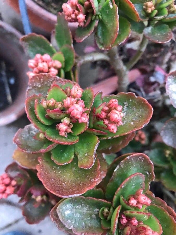 Kalanchoe 3