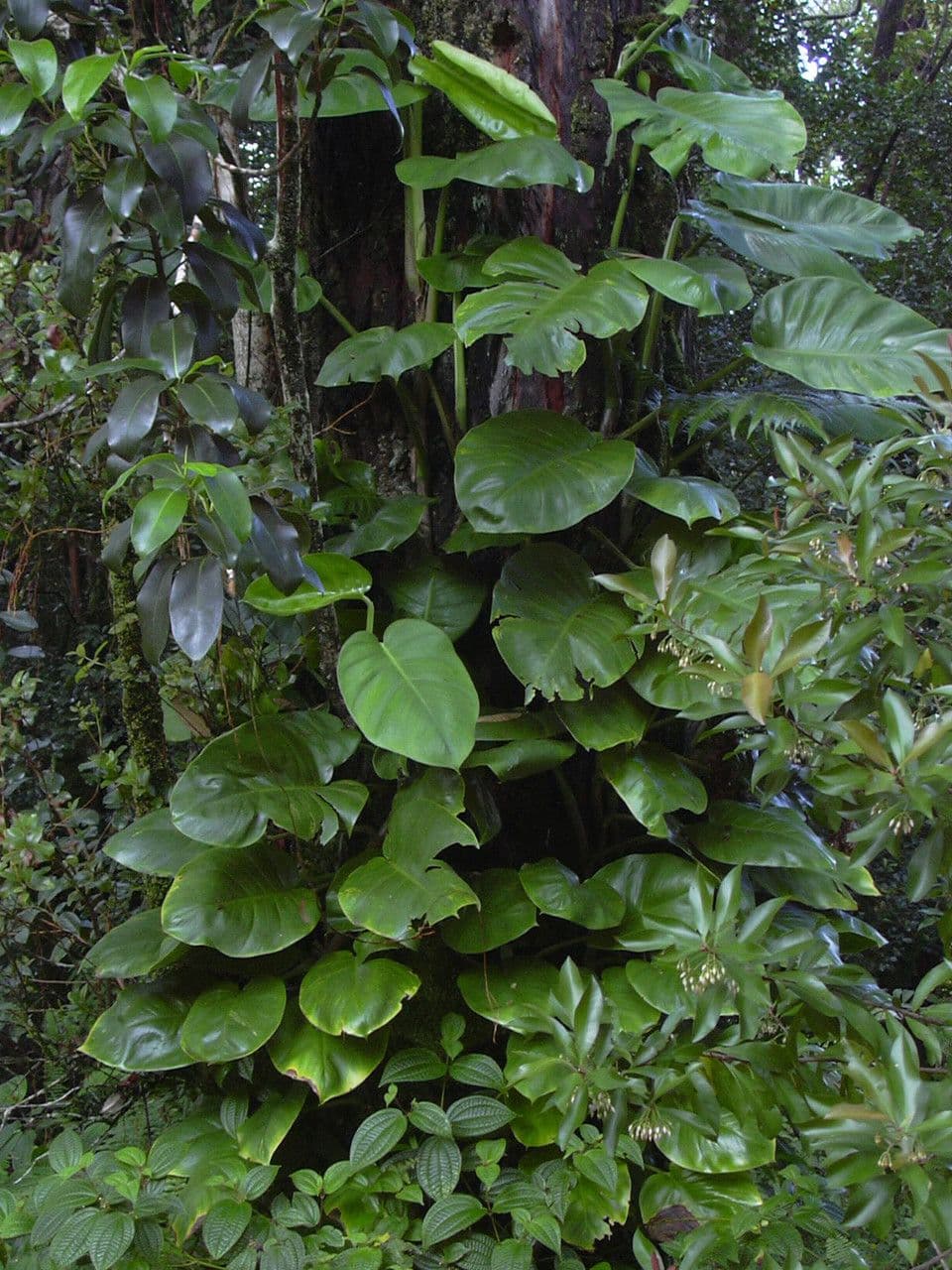 Philodendron géant 6