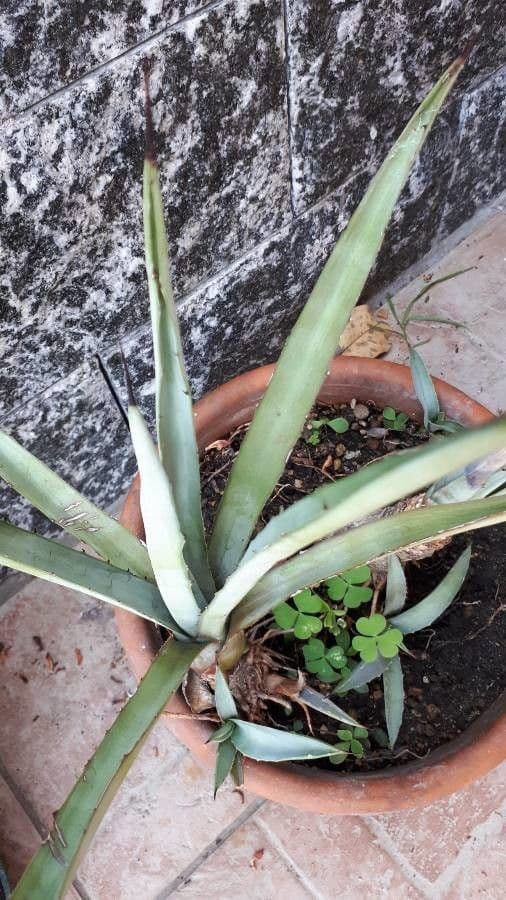 Wüsten-Agave 16