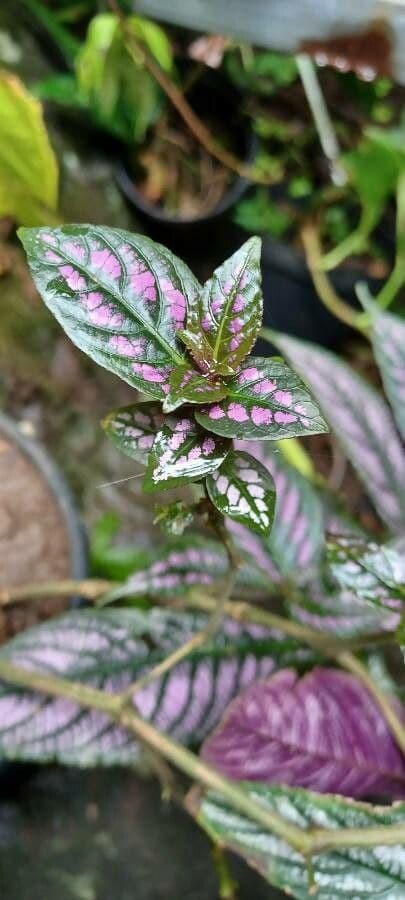 Strobilanthes 16
