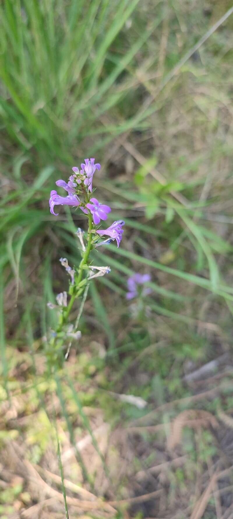 Lobelia urens 10