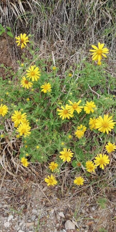 Heterotheca villosa 8