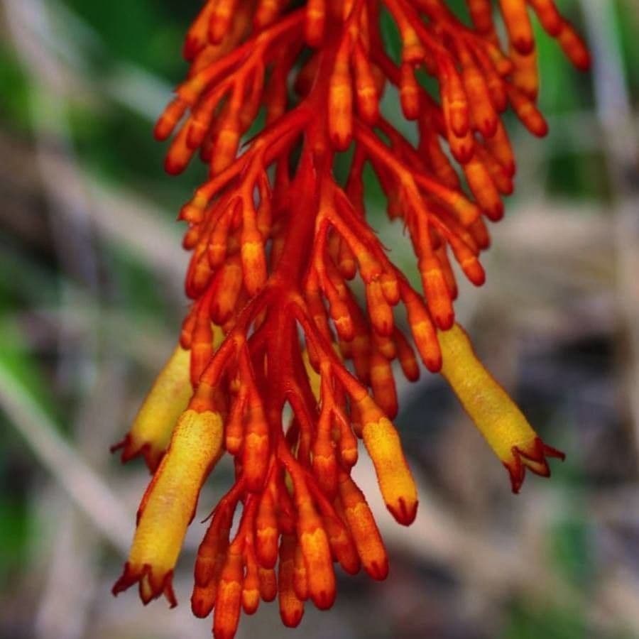 Palicourea 9