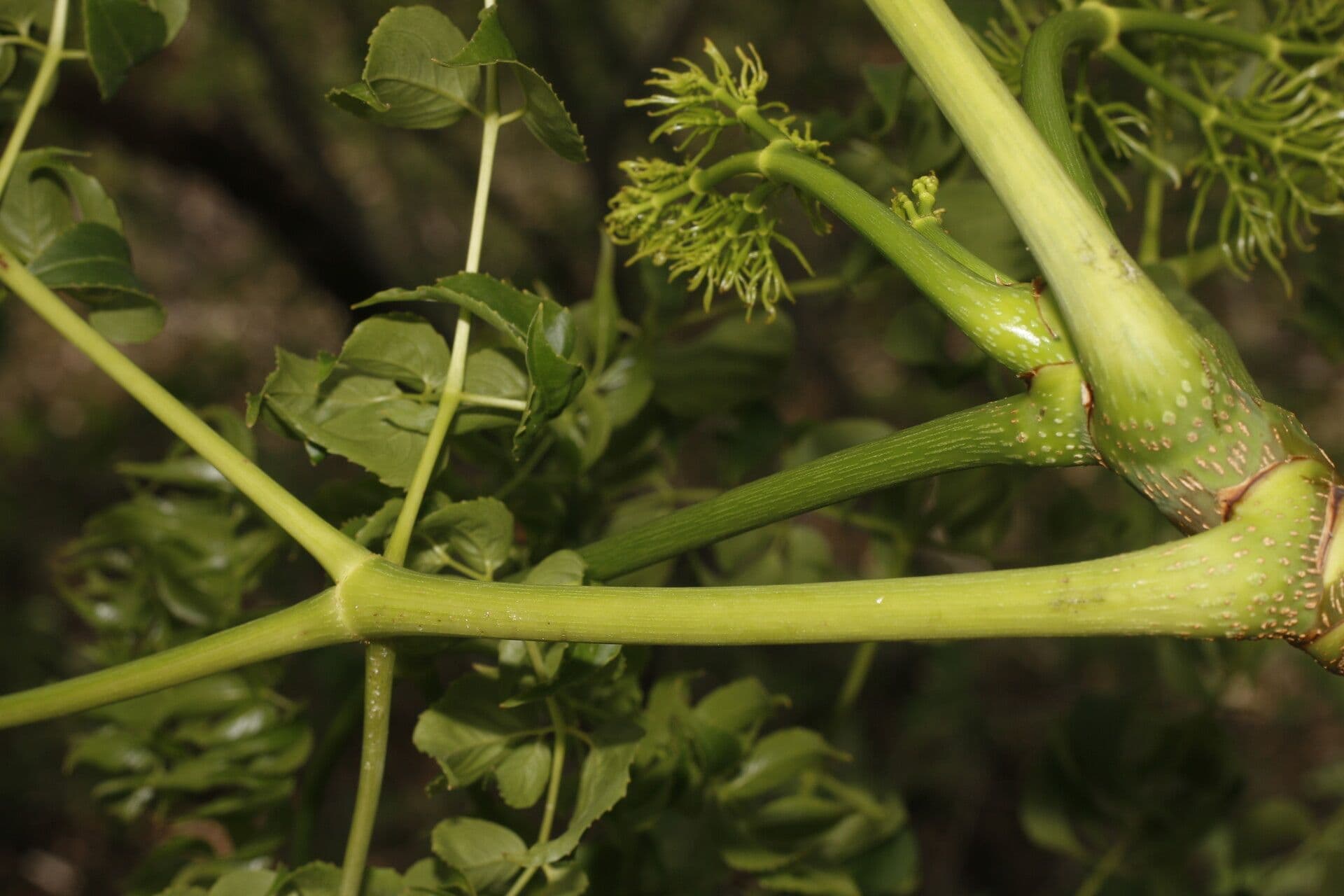 Aralia excelsa 8