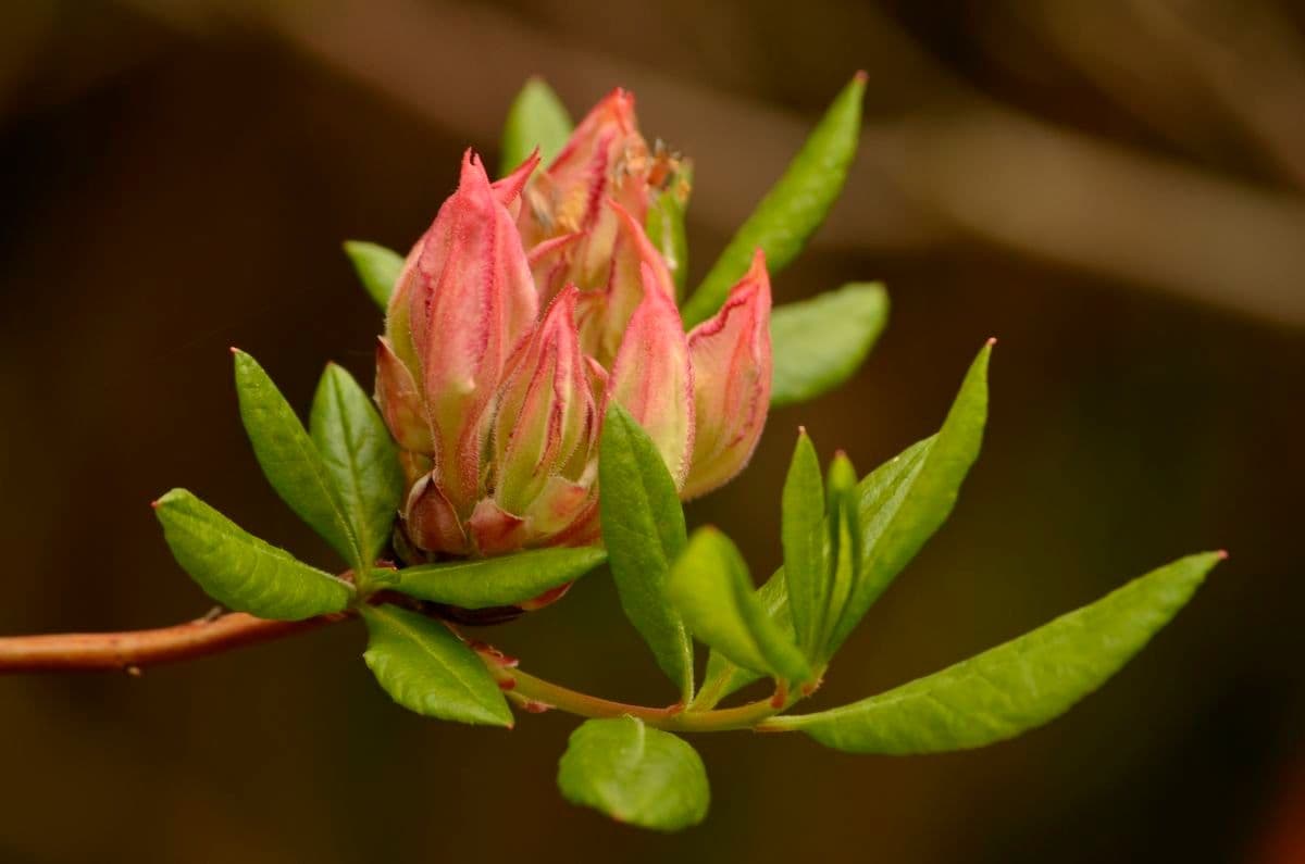 Azalea occidentale