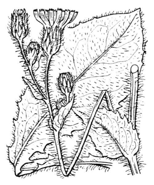Hieracium compositum 2
