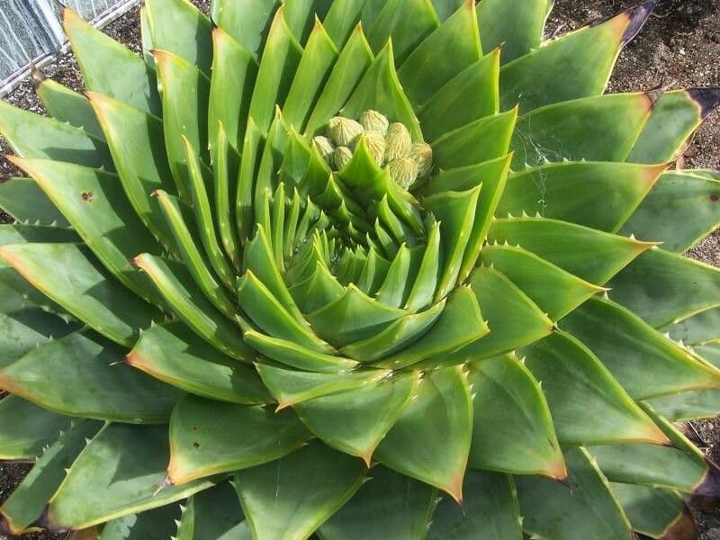 Aloe a spirale 13