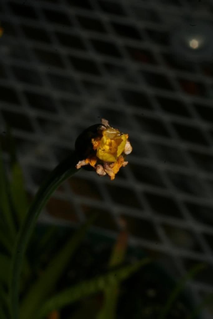 Xyris tennesseensis 12