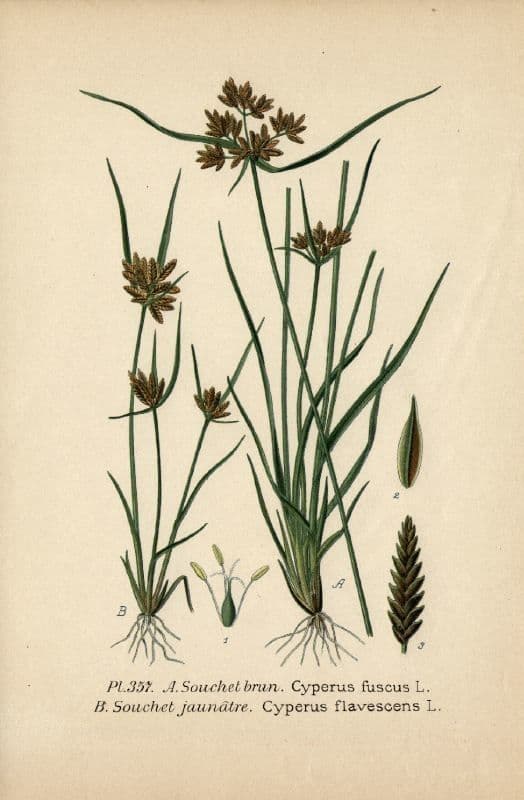 Zigolo fosco 24