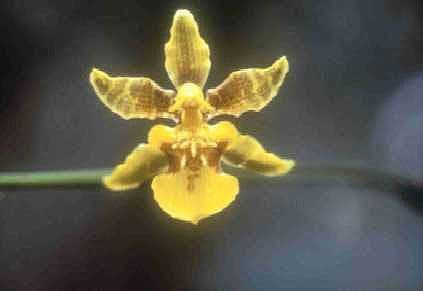 Oncidium 4