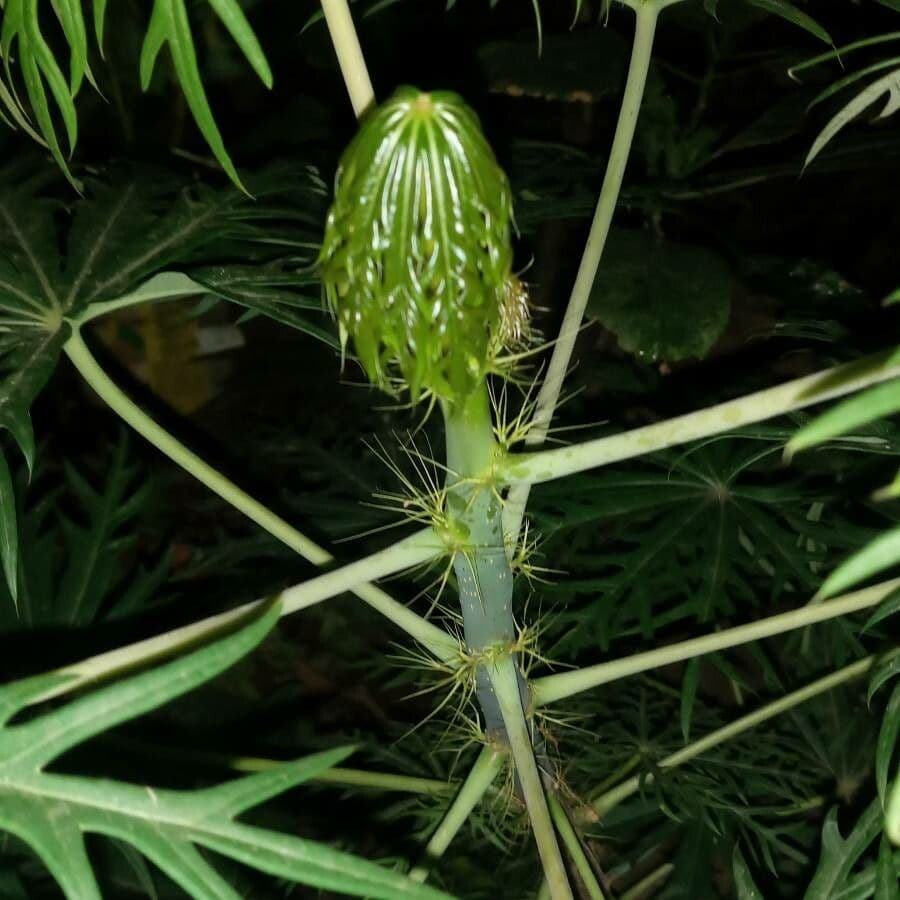 Pianta di corallo 27