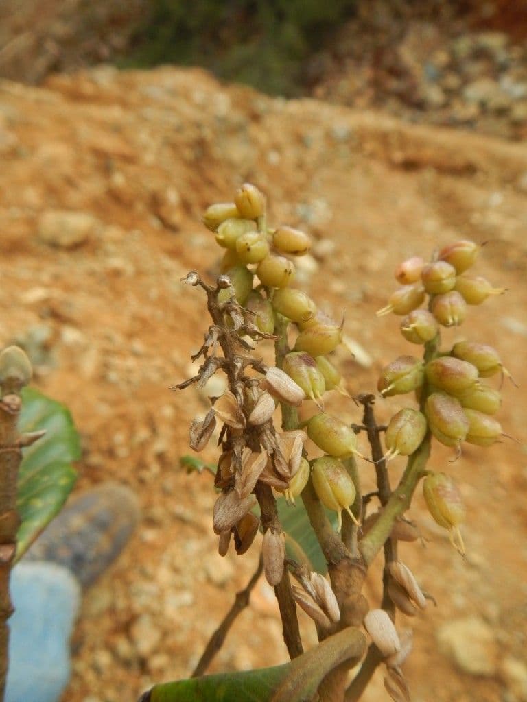 Cunonia 2