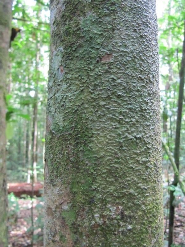 Macrolobium 5