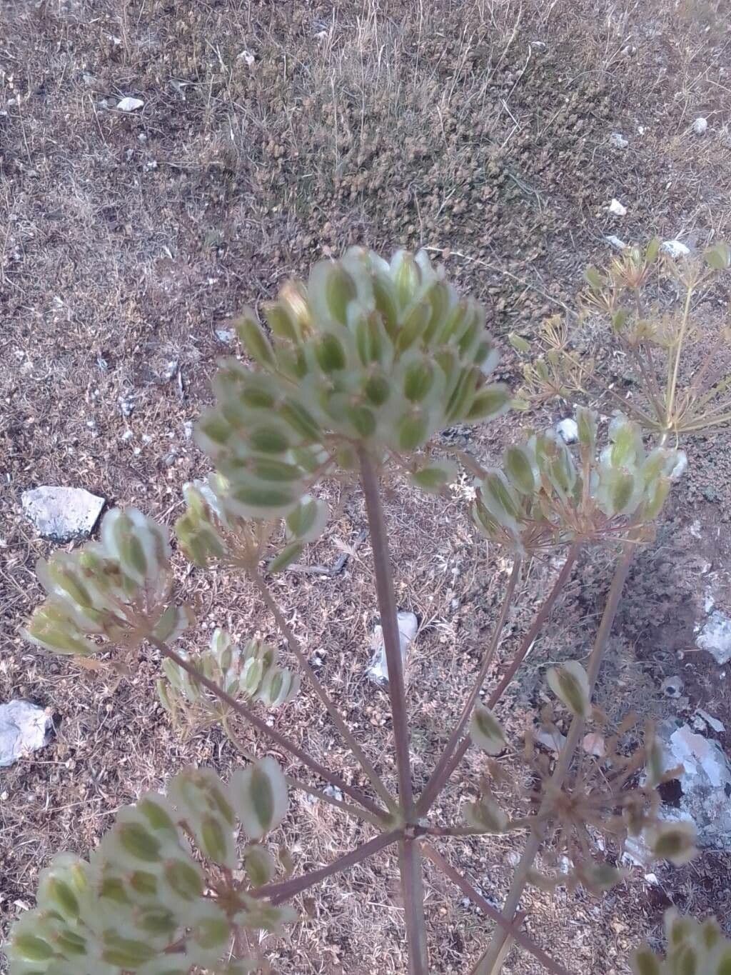Gargania 19