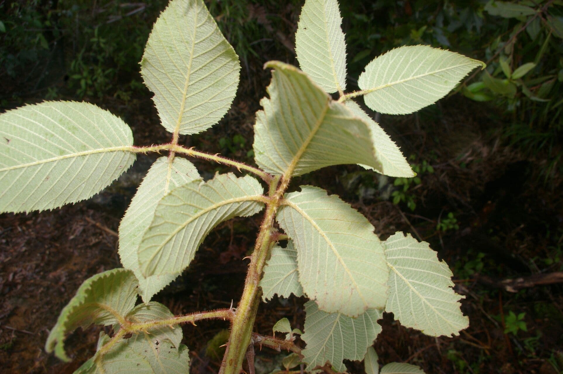 Rovo 10