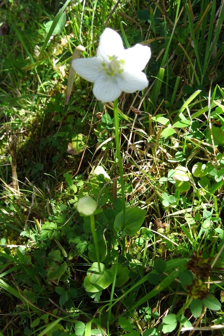 Parnassia 14