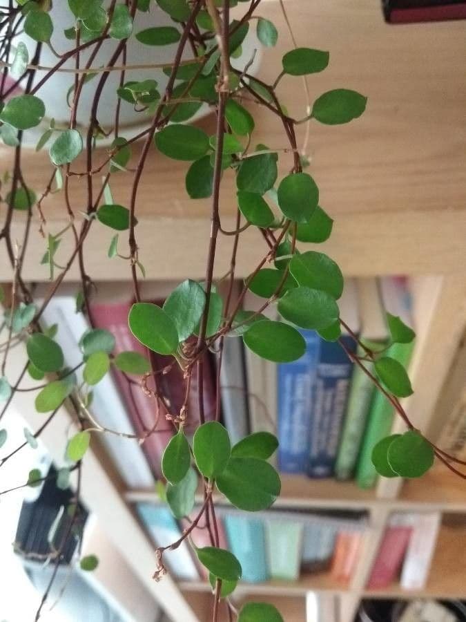 Muehlenbeckia complexa 15