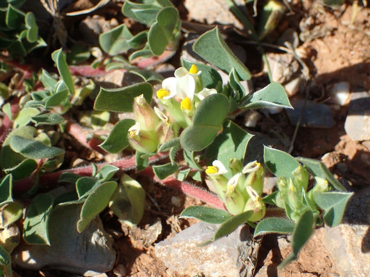 Tripodion tetraphyllum 26