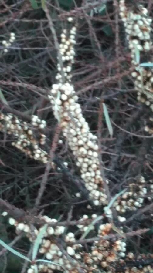 Kanaren-Tamarisk 2