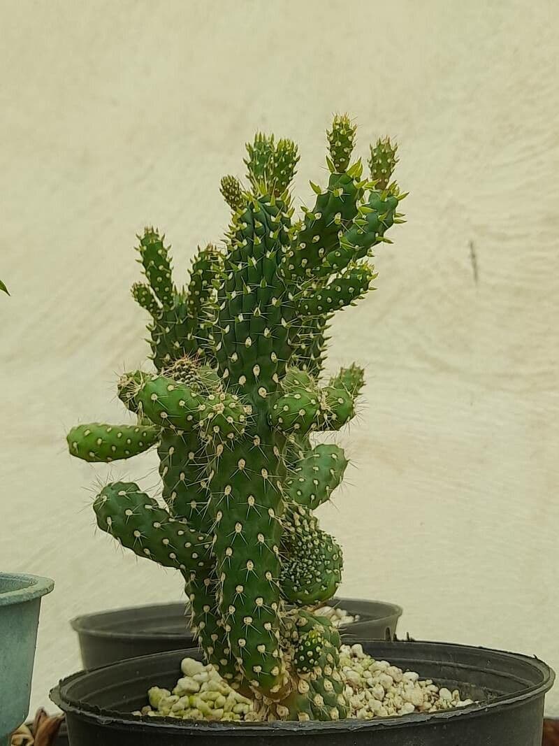 Feuer-Cholla 14