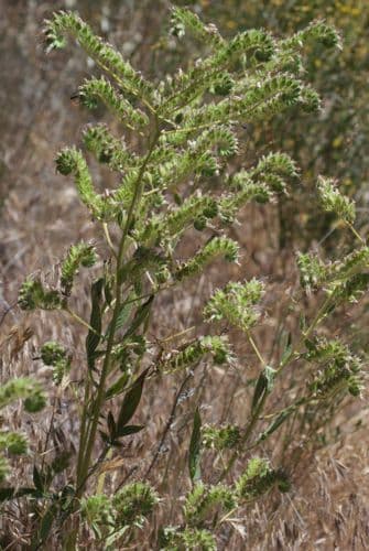 Phacelia 7