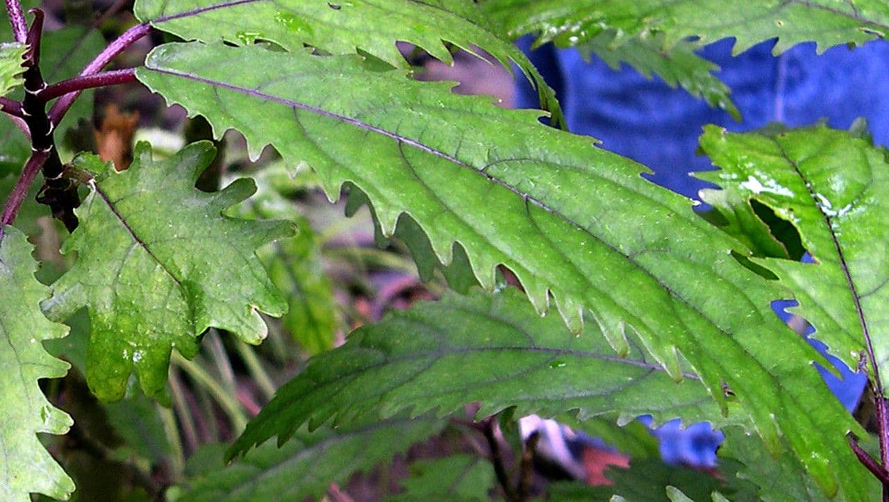 Dendrocnide 4