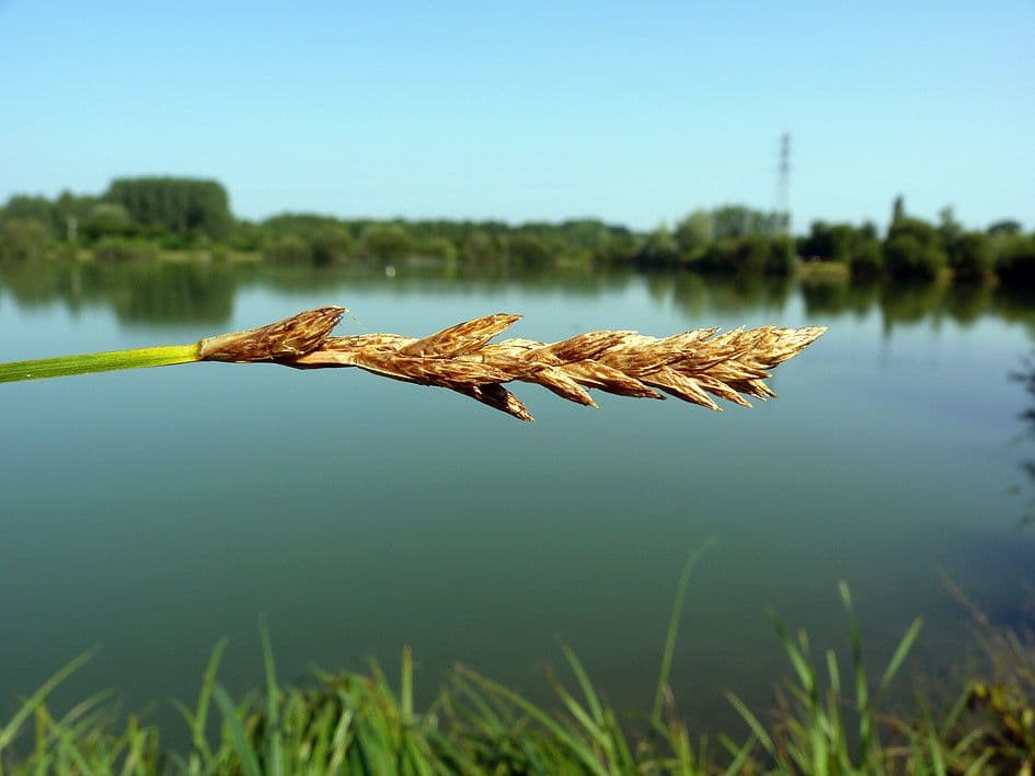 Carice distica 3