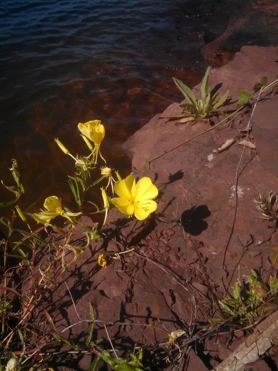 Enagra argillicola 7
